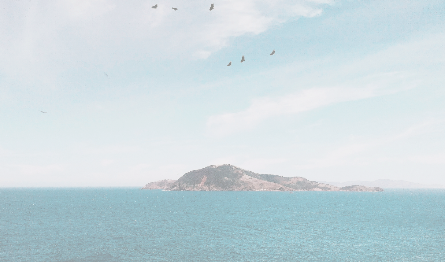 Flock of birds flying over islet